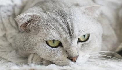 德清高价上海医保提取2025的最新政策(2025年德清上海医保怎么提取现金分享)